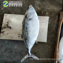 New Stock Sea Frozen Whole Striped Bonito Tuna Fish 1.5kg up